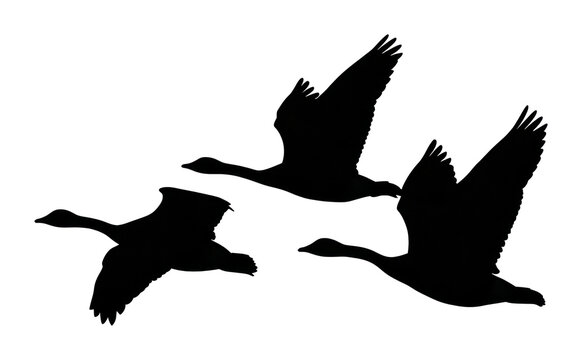 PNG Silhouette of flying birds