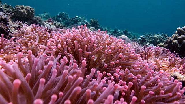 Pink sea anemones swaying gently on vibrant coral reef underwater for nature and marine life content