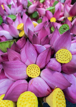 Fresh pink lotus flowers arranged for sale at a traditional market