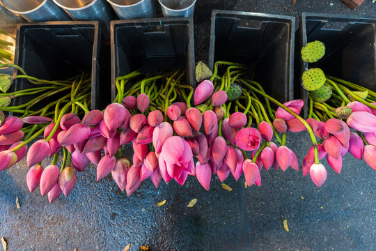 Fresh pink lotus flowers arranged for sale at a traditional market