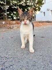 cat on the street © Oksana