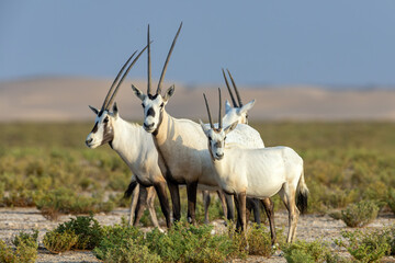 Arabian oryx family group standing in the desert © mktuteja
