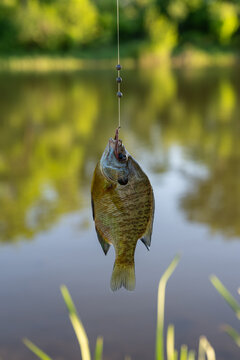 Small bluegill fish caught on a fishing line