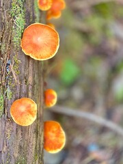 mushroom in the forest © Betül Öner