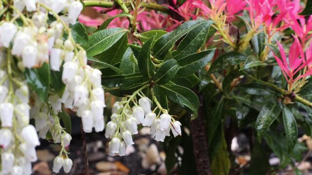 White bells hang from green branches