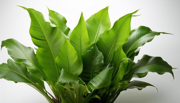 lush green birds nest fern plant with ruffled fronds isolated on a white background bird s nest fern