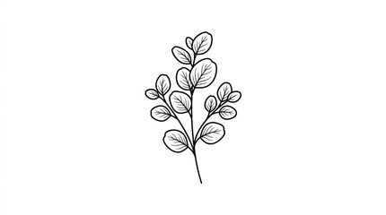 Hand drawn eucalyptus branch with leaves in sketch style. © zada