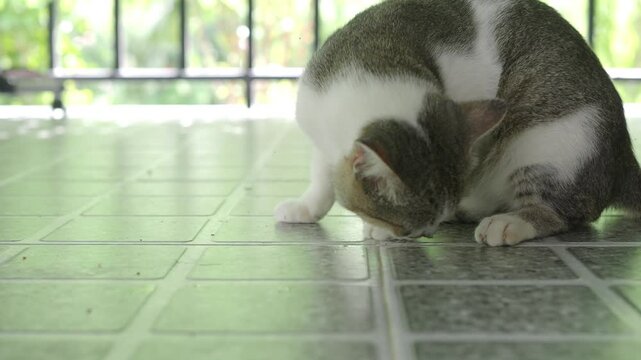  White and brown cat is eating fried chicken on the tiled floor inside the house.