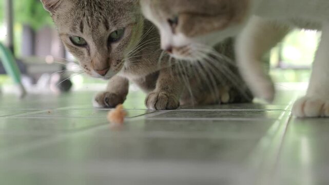  White and brown cat is eating fried chicken on the tiled floor inside the house.