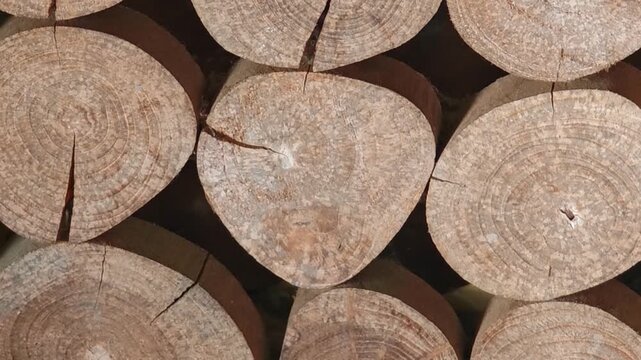 Teak log cross-section surface ม , Teak wood