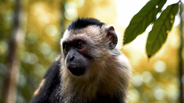 A curious Capuchin monkey observes its vibrant rainforest habitat with focused attention while peering through the dense tropical foliage in a natural environment during a bright sunny afternoon