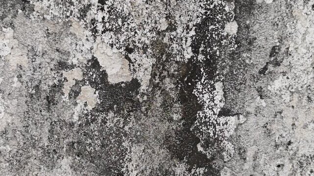 Painted walls, peeling paint, mold.Painted walls, peeling paint, mold.