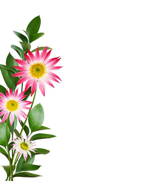 Chrysnthemum flowers and green leaves of ruscus in a border floral arrangement isolated on white or transparent background