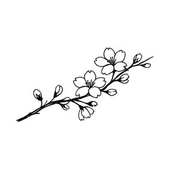 Obraz premium PNG Elegant floral line art illustration.