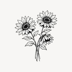 Obraz premium Black and white illustration of three sunflowers with detailed petals.