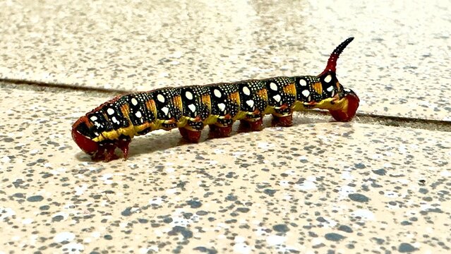 Spurge hawk-moth caterpillar close up on tiled ground. Hyles euphorbiae caterpillar with distinctive red head, horn and colorful yellow and white spots, macro photography