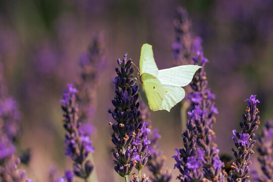 Close-up of a female common brimstone (Gonepteryx rhamni) perched on a lavender flower spike with spread wings on a sunny summer day against a blurred lavender background with copy space.