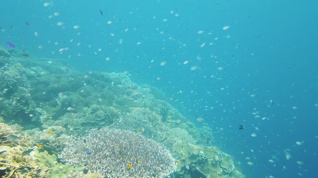 Sealife, Diving near a coral reef. Beautiful colorful tropical fish on the lively coral reefs underwater. Leyte, Philippines.