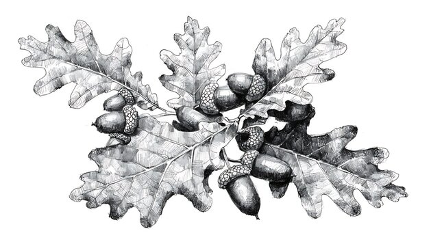 Oak leaves with acorns on a branch illustration