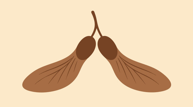 Minimal maple seed pair vector illustration with warm brown winged samaras, delicate vein lines, curved stems and pale beige botanical background for nature, autumn and education design use