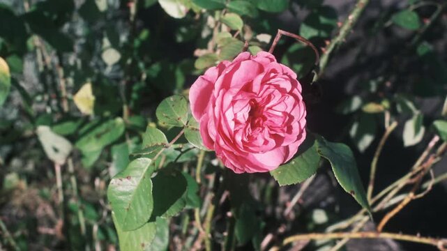 Bright pink rose flowers grow in a quiet garden under the warm afternoon sun with green leaves and stems showing signs of life and soft light shining on the petals during the summer season.