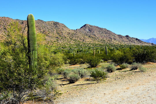 Old Saguaro Cactus Sonora desert Arizona