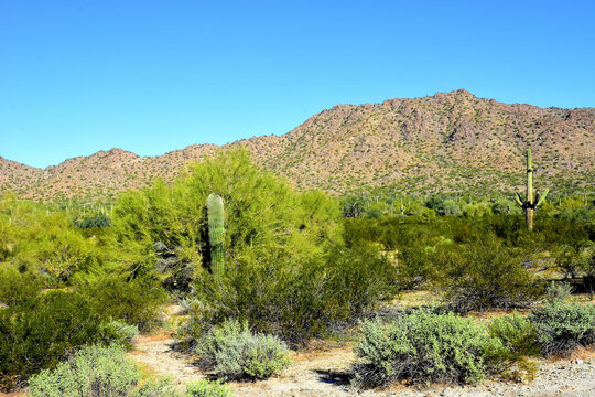 Old Saguaro Cactus Sonora desert Arizona