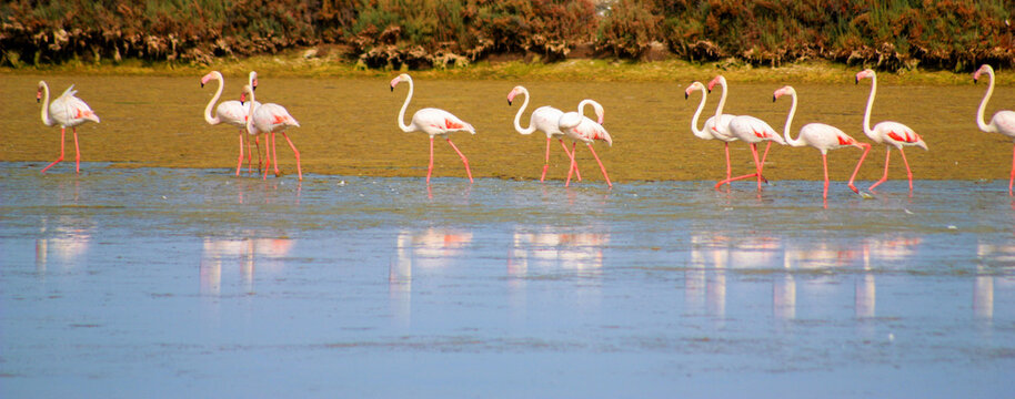 flamingos