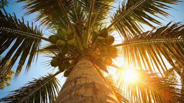 Coconut palm tree viewed from below with golden sunlight shining through fronds for tropical nature content