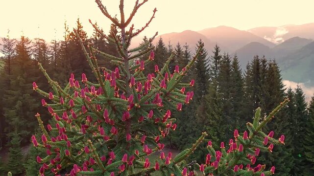 Purple cones cover evergreen branches in a mountain forest at sunset, Warm evening light reveals misty valleys and layered ridges in the distance
