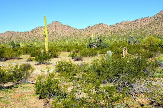 Old Saguaro Cactus Sonora desert Arizona