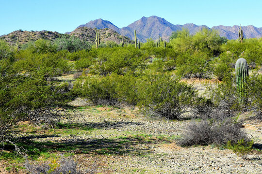 Old Saguaro Cactus Sonora desert Arizona