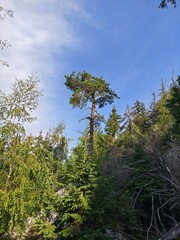 pine trees in the forest © Jacek