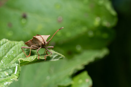 Macro View of Dock Bug on Green Leaf