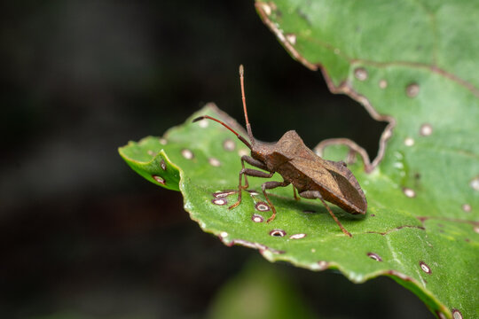 Macro View of Dock Bug on Green Leaf