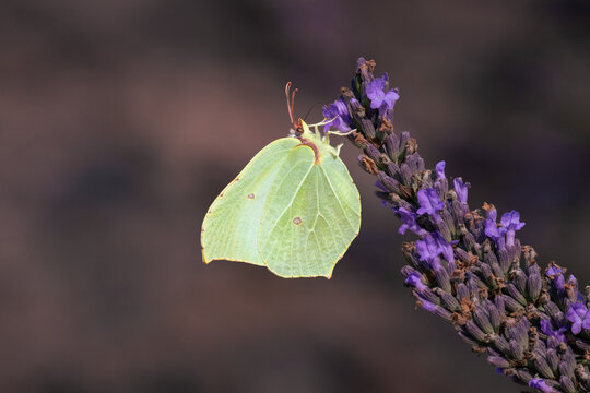 Close-up of a male common brimstone (Gonepteryx rhamni) perched on a lavender flower spike on a sunny summer day against a blurred lavender background with copy space.