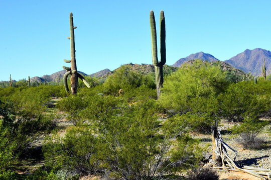 Old Saguaro Cactus Sonora desert Arizona