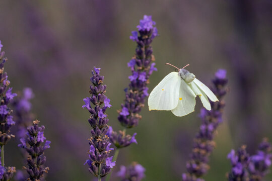 Close-up of a female common brimstone (Gonepteryx rhamni) in flight toward a lavender flower spike with spread wings on a sunny summer day against a blurred lavender background with copy space.