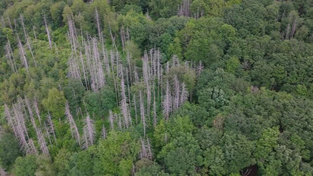 Dead spruce trees, climate change, weakened tree through prolonged drought and heat, bark beetle pest infestation, damaged timber, extreme weather conditions, monoculture, forest in Germany