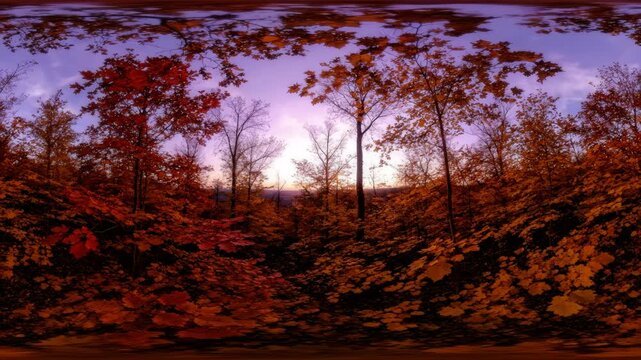 Stunning 360 Degree View of a Vibrant Autumn Forest at Sunset. Immersive Panoramic Woodland Landscape Showing Golden and Red Fall Foliage with Soft Sunlight Filtering Through the Trees.