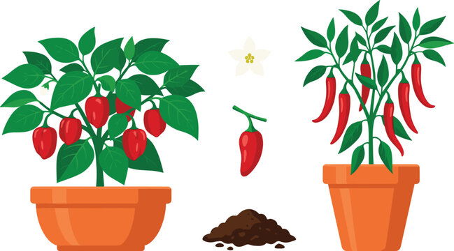 Chili Pepper Plant Collection with Potted Pepper Trees Seeds Soil and Growing Stages Vector Illustration Set