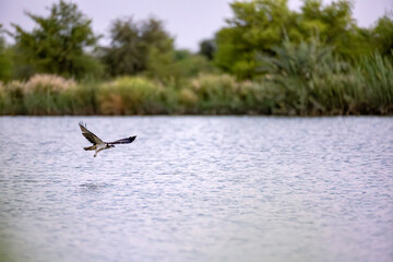 Naklejka premium Osprey flying just above the lake surface