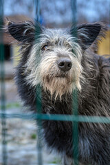 Naklejka premium Homeless Dog Waiting for Adoption in Animal Shelter Cage Looking Hopeful