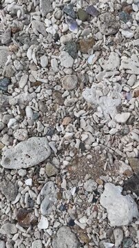 Aerial Close-Up View of White Coral Rubble and Shell Fragments on Tropical Beach