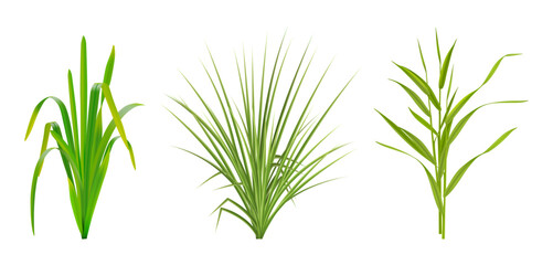 Obraz premium Wheatgrass and ryegrass bushes. Vector isolated set of long shaped leaves. Realistic greenery with tall narrow blades. Agricultural themes, natural backgrounds and botanical composition assets