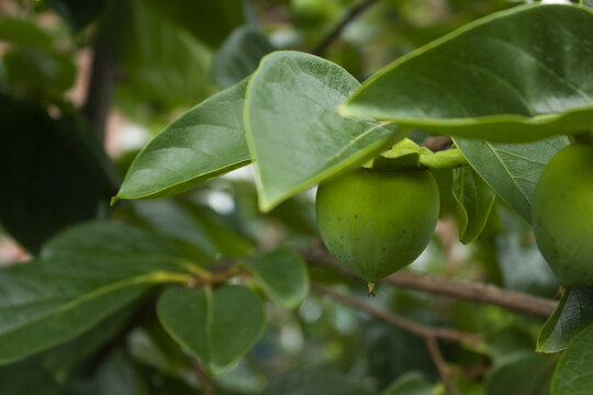 It is a persimmon tree branch with unripe persimmons hanging from it.