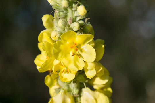 denseflower mullein,
Verbascum densiflorum yellow  flowers closeup selective focus