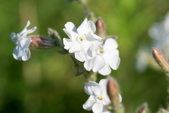 white campion,  Silene latifolia flowers closeup selective focus