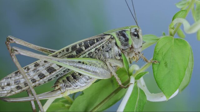 Macro view of female Wart-biter bush-cricket resting on on honeysuckle tubular flower buds against soft backdrop. Close-up of big grey grasshopper on fresh snow-white and yellowish Lonicera blossoms