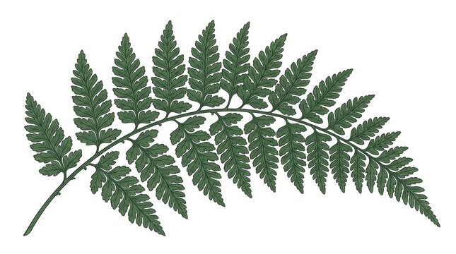 Elegant flat vector of a single detailed fern leaf frond, intricate symmetrical leaflet pattern, muted forest green palette with fine vein detail lines, white background, no text, no brand, vintage bo